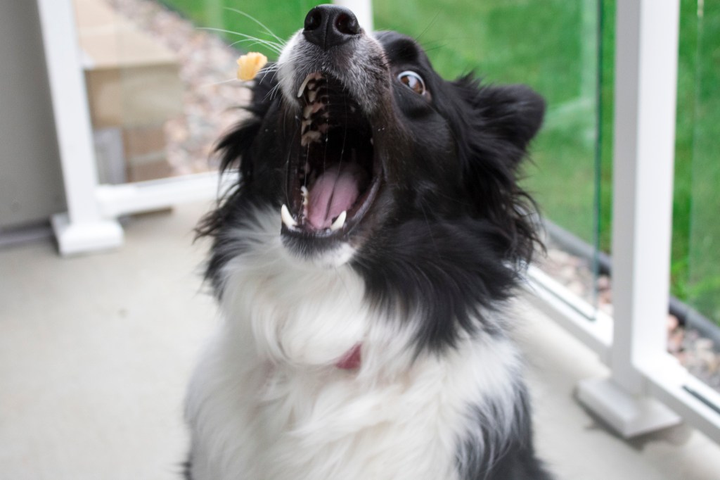 Four-Legged Foodies: 6 Indianapolis Restaurants Your Dog Will&nbsp;Love”